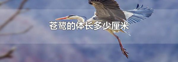 苍鹭的体长多少厘米