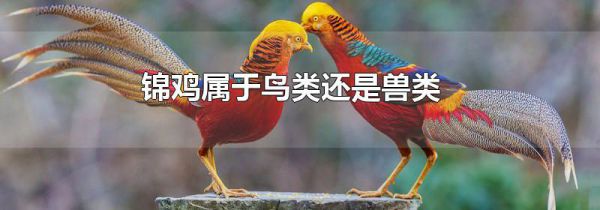 锦鸡属于鸟类还是兽类