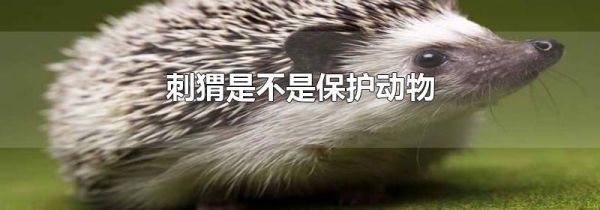 刺猬是不是保护动物