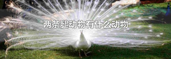 两条腿动物有什么动物