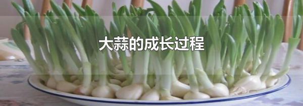大蒜的成长过程