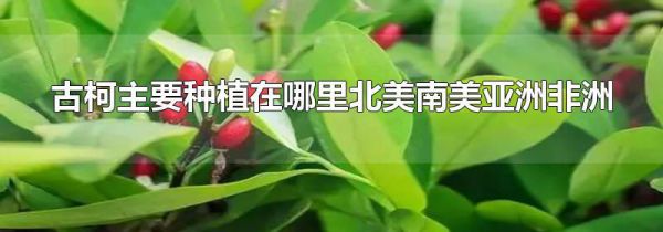 古柯主要种植在哪里北美南美亚洲非洲
