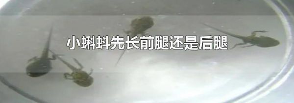 小蝌蚪先长前腿还是后腿