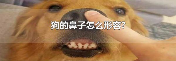 狗的鼻子怎么形容?