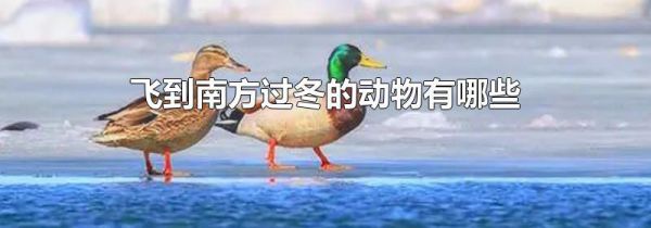 飞到南方过冬的动物有哪些
