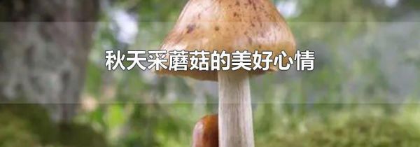 秋天采蘑菇的美好心情