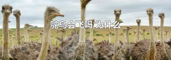 鸵鸟会飞吗 为什么