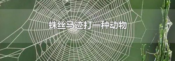 蛛丝马迹打一种动物