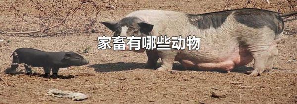 家畜有哪些动物