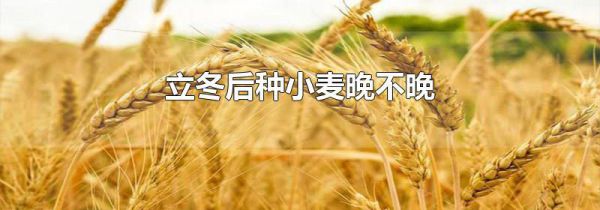 立冬后种小麦晚不晚