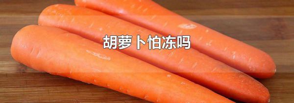 胡萝卜怕冻吗