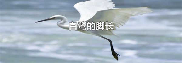 白鹭的脚长