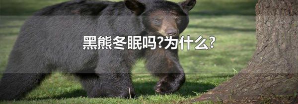 黑熊冬眠吗?为什么?