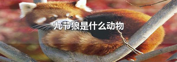 九节狼是什么动物