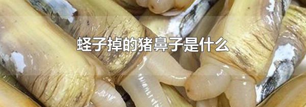 蛏子掉的猪鼻子是什么