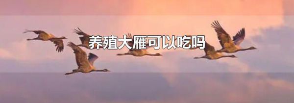 养殖大雁可以吃吗