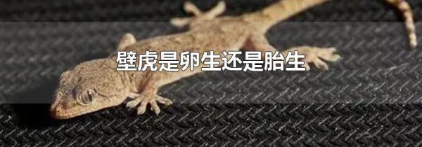 壁虎是卵生还是胎生