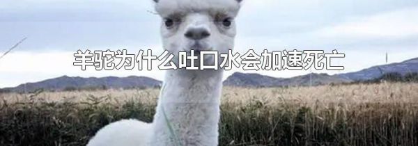 羊驼为什么吐口水会加速死亡