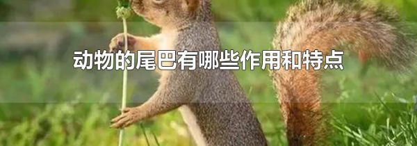 动物的尾巴有哪些作用和特点