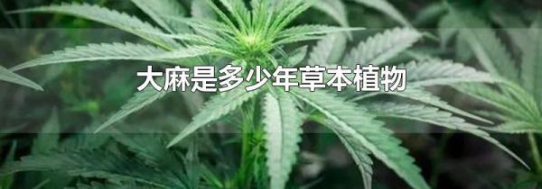 大麻是多少年草本植物