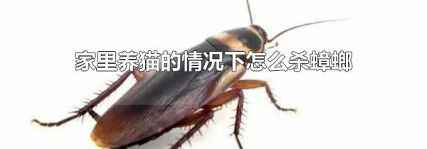 家里养猫的情况下怎么杀蟑螂