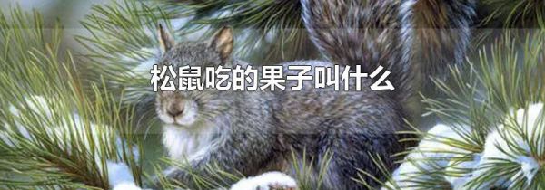 松鼠吃的果子叫什么