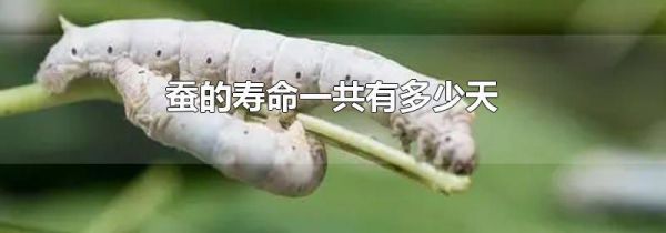 蚕的寿命一共有多少天