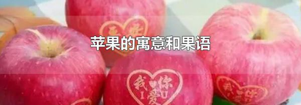 苹果的寓意和果语