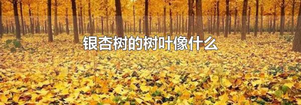 银杏树的树叶像什么