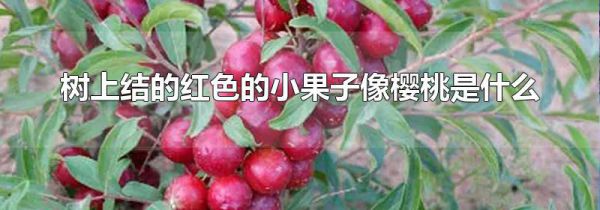 树上结的红色的小果子像樱桃是什么