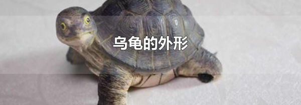 乌龟的外形