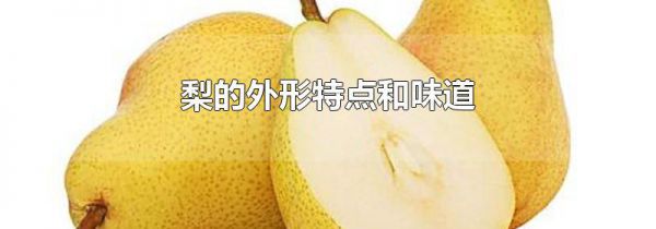 梨的外形特点和味道