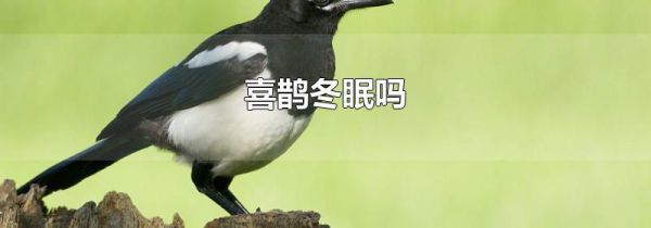 喜鹊冬眠吗