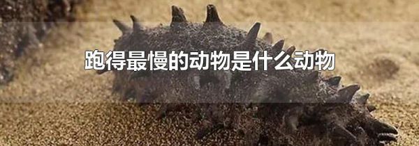 跑得最慢的动物是什么动物