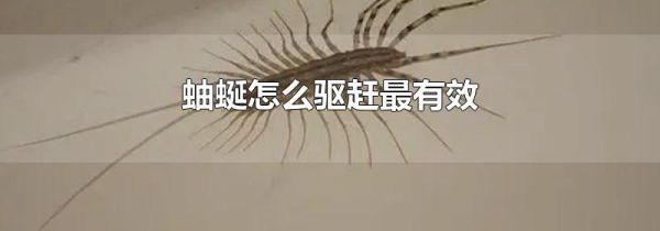 蚰蜒怎么驱赶最有效