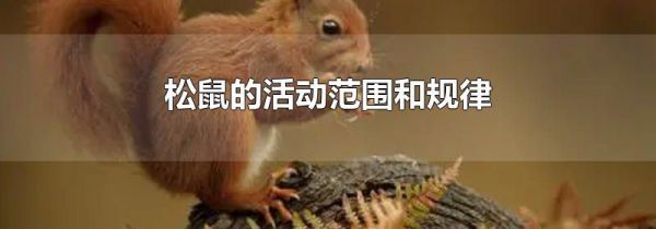 松鼠的活动范围和规律