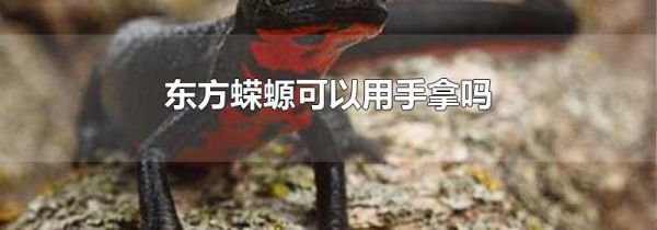 东方蝾螈可以用手拿吗
