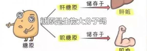 糖原是生物大分子吗