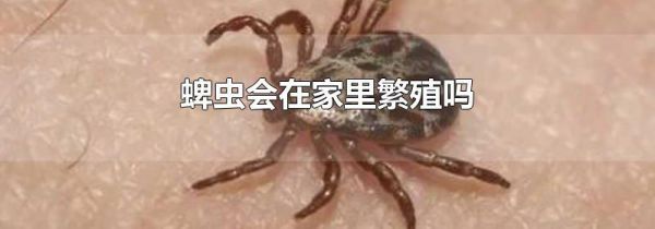 蜱虫会在家里繁殖吗