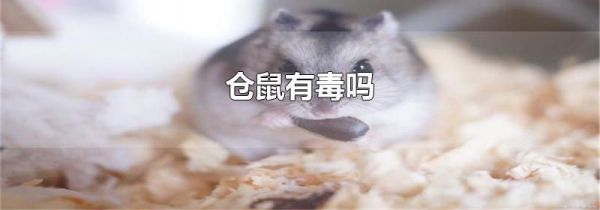 仓鼠有毒吗
