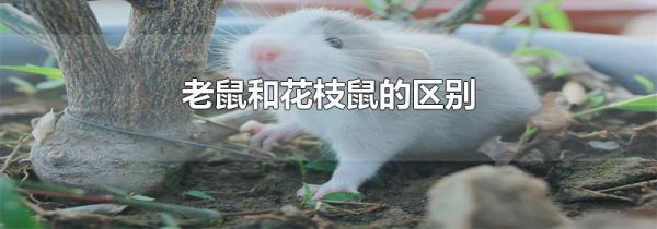 老鼠和花枝鼠的区别