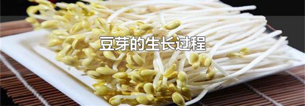豆芽的生长过程