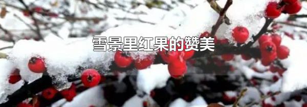 雪景里红果的赞美