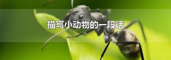 描写小动物的一段话