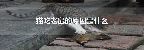猫吃老鼠的原因是什么