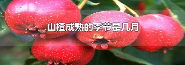 山楂成熟的季节是几月