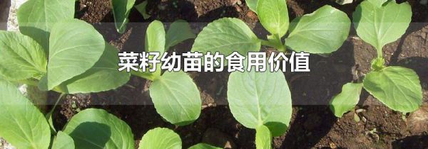 菜籽幼苗的食用价值