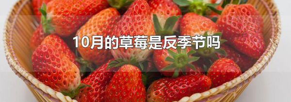 10月的草莓是反季节吗