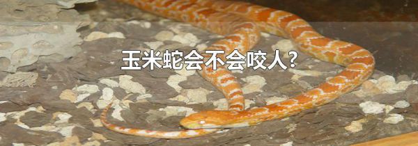 玉米蛇会不会咬人?