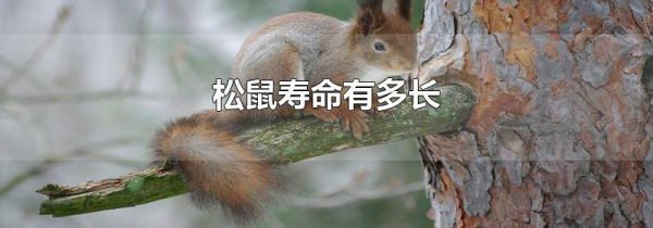 松鼠寿命有多长
